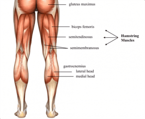 2. Hamstring Muscles