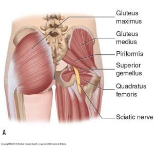 4. Piriformis muscle