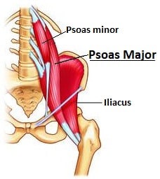 4. Psoas_Major