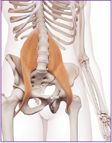 5. Psoas muscle