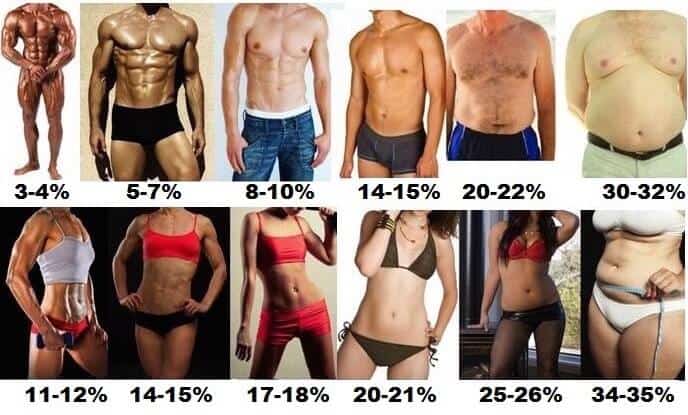 1. body fat comparison